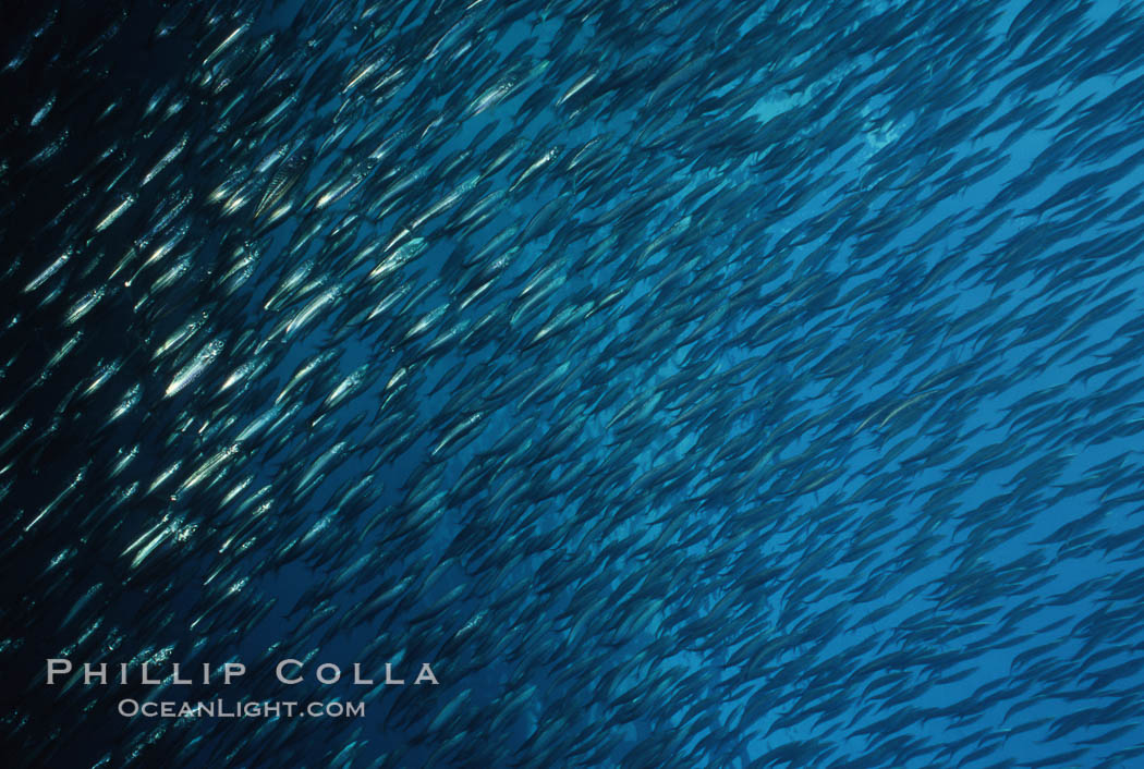 Jack mackerel schooling. San Clemente Island, California, USA, Trachurus symmetricus, natural history stock photograph, photo id 05126