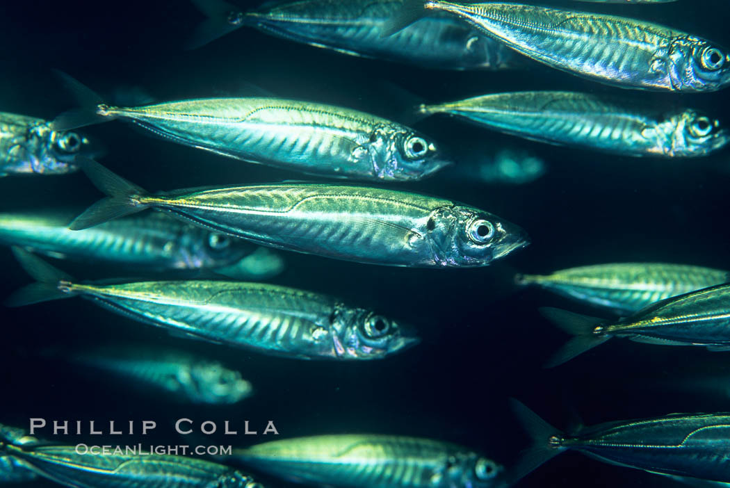 Jack mackerel schooling. San Clemente Island, California, USA, Trachurus symmetricus, natural history stock photograph, photo id 05130