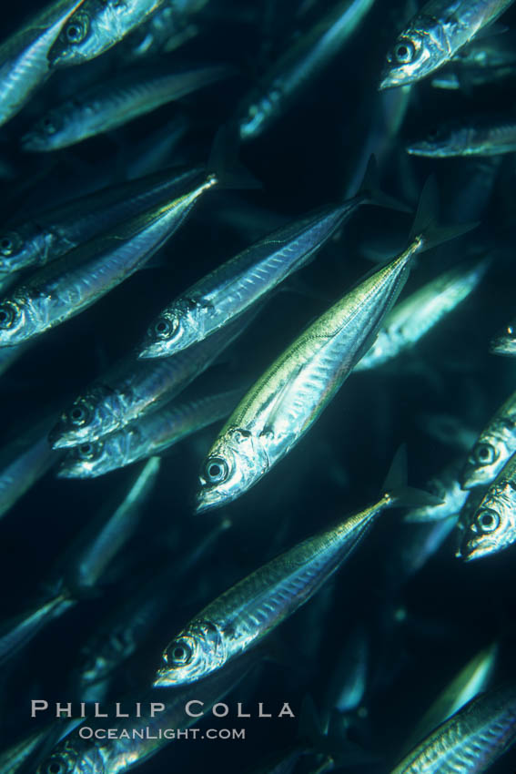 Jack mackerel schooling. San Clemente Island, California, USA, Trachurus symmetricus, natural history stock photograph, photo id 05134