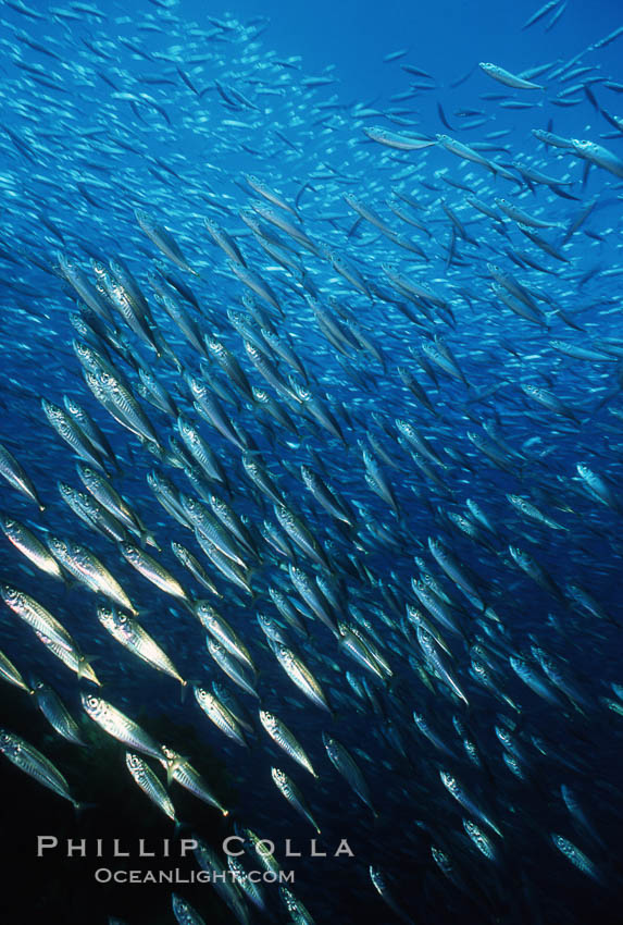 Jack mackerel schooling. San Clemente Island, California, USA, Trachurus symmetricus, natural history stock photograph, photo id 05146