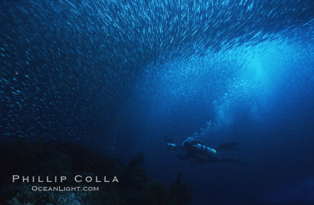 Jack mackerel schooling around diver. Guadalupe Island (Isla Guadalupe), Baja California, Mexico, Trachurus symmetricus, natural history stock photograph, photo id 06176