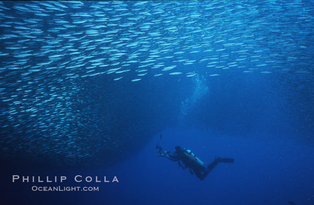 Jack mackerel schooling around diver. Guadalupe Island (Isla Guadalupe), Baja California, Mexico, Trachurus symmetricus, natural history stock photograph, photo id 06175
