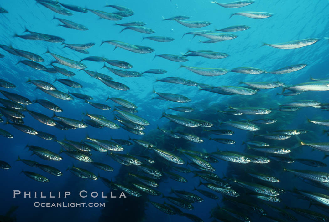 Jack mackerel schooling in kelp. San Clemente Island, California, USA, Macrocystis pyrifera, Trachurus symmetricus, natural history stock photograph, photo id 00308