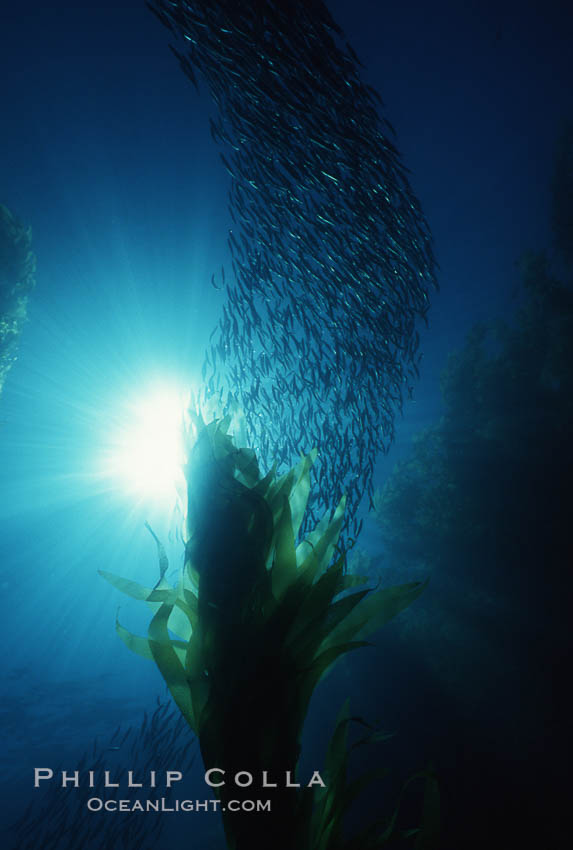Jack mackerel and kelp. San Clemente Island, California, USA, Macrocystis pyrifera, Trachurus symmetricus, natural history stock photograph, photo id 01988