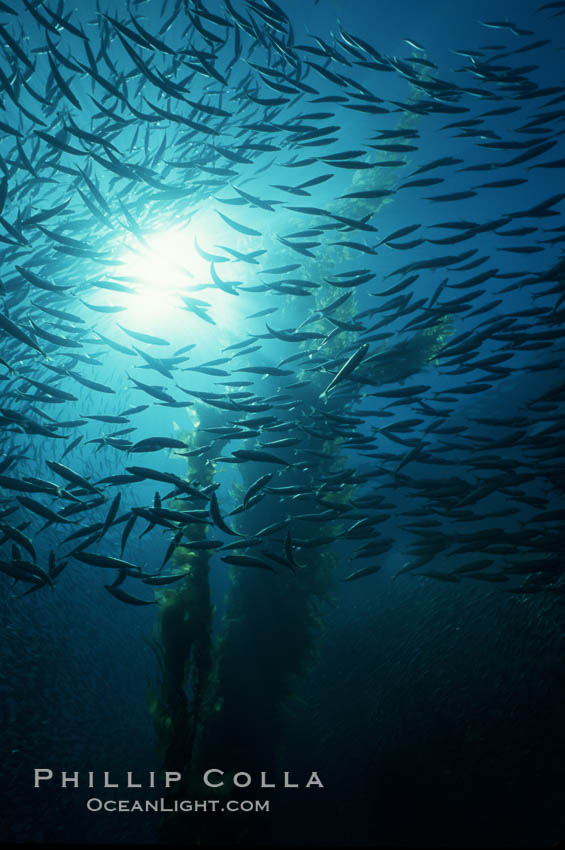 Jack mackerel and kelp. San Clemente Island, California, USA, Macrocystis pyrifera, Trachurus symmetricus, natural history stock photograph, photo id 02744
