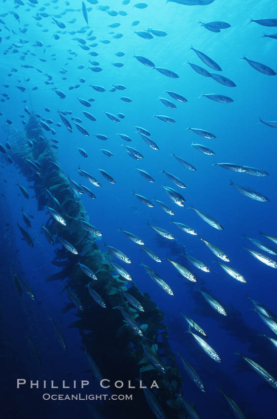 Jack mackerel. San Clemente Island, California, USA, Trachurus symmetricus, natural history stock photograph, photo id 03452