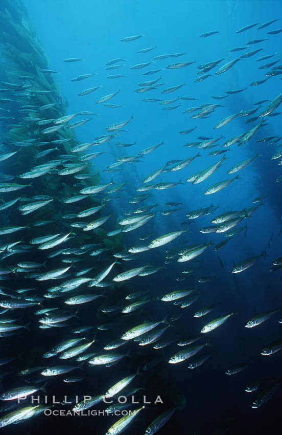 Jack mackerel schooling amid kelp forest. San Clemente Island, California, USA, Macrocystis pyrifera, Trachurus symmetricus, natural history stock photograph, photo id 03816