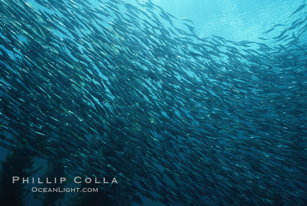 Jack mackerel schooling amid kelp forest. San Clemente Island, California, USA, Macrocystis pyrifera, Trachurus symmetricus, natural history stock photograph, photo id 05116