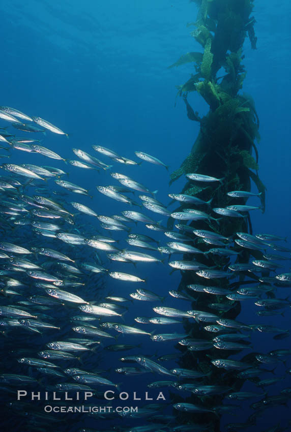 Jack mackerel schooling amid kelp forest. San Clemente Island, California, USA, Macrocystis pyrifera, Trachurus symmetricus, natural history stock photograph, photo id 05120