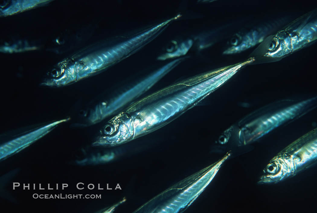 Jack mackerel schooling. San Clemente Island, California, USA, Trachurus symmetricus, natural history stock photograph, photo id 05128