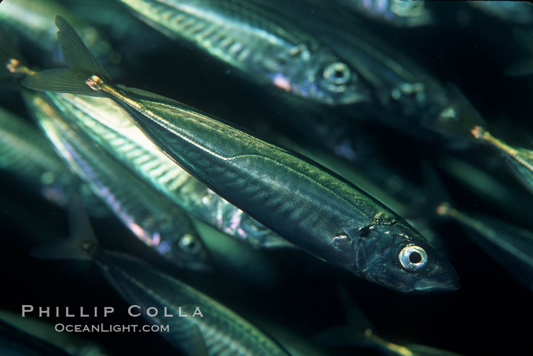 Jack mackerel schooling. San Clemente Island, California, USA, Trachurus symmetricus, natural history stock photograph, photo id 05132