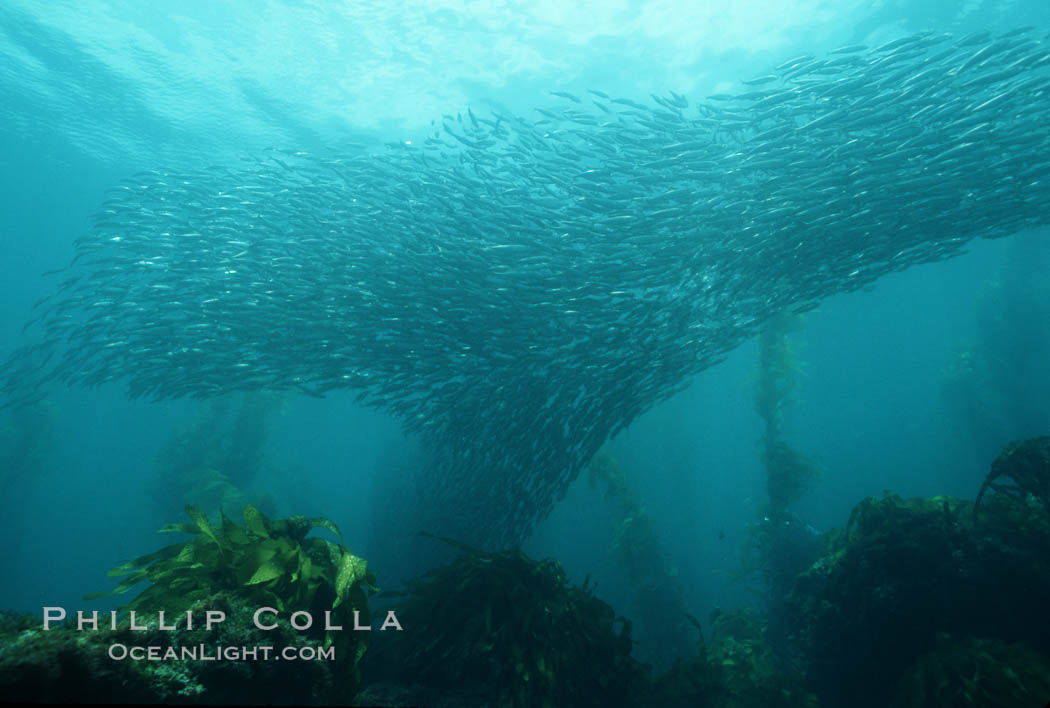 Jack mackerel schooling amid kelp forest. San Clemente Island, California, USA, Macrocystis pyrifera, Trachurus symmetricus, natural history stock photograph, photo id 07060