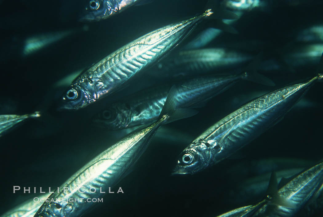Jack mackerel. San Clemente Island, California, USA, Trachurus symmetricus, natural history stock photograph, photo id 00275