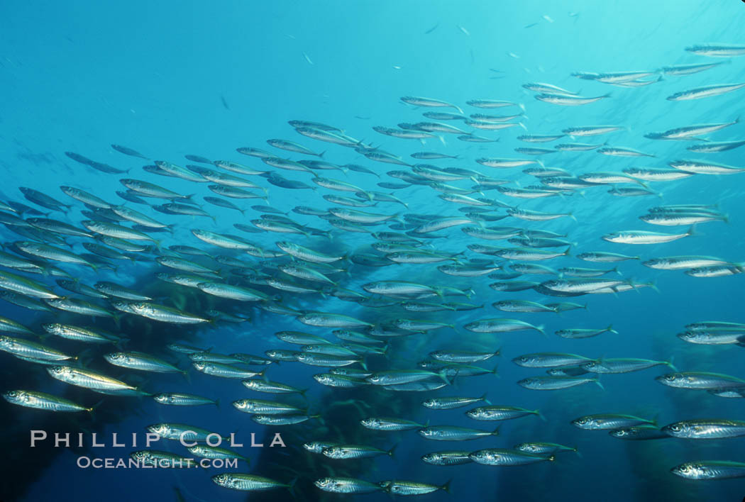 Jack mackerel schooling in kelp. San Clemente Island, California, USA, Macrocystis pyrifera, Trachurus symmetricus, natural history stock photograph, photo id 00307