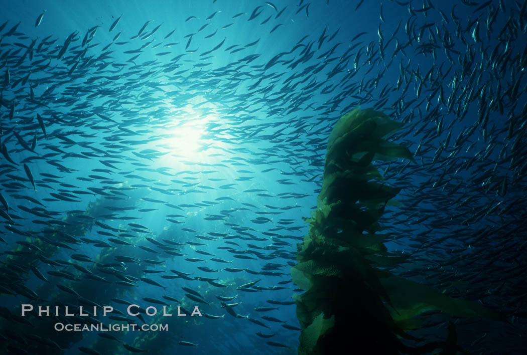 Jack mackerel and kelp. San Clemente Island, California, USA, Macrocystis pyrifera, Trachurus symmetricus, natural history stock photograph, photo id 01499