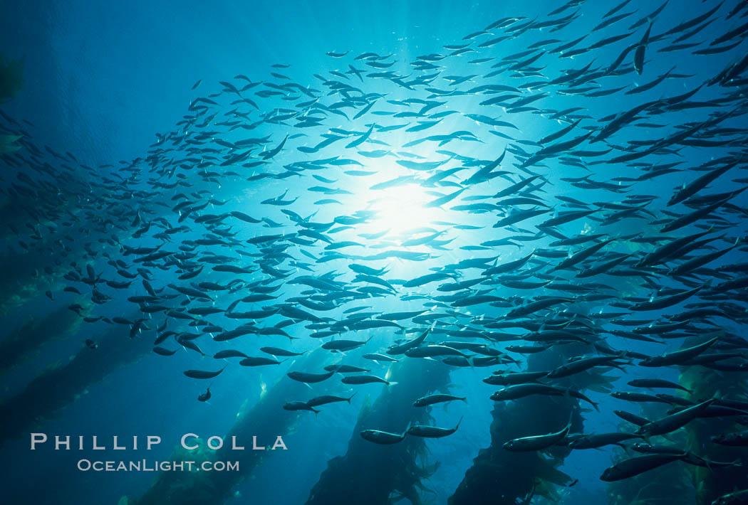Jack mackerel and kelp. San Clemente Island, California, USA, Macrocystis pyrifera, Trachurus symmetricus, natural history stock photograph, photo id 02743