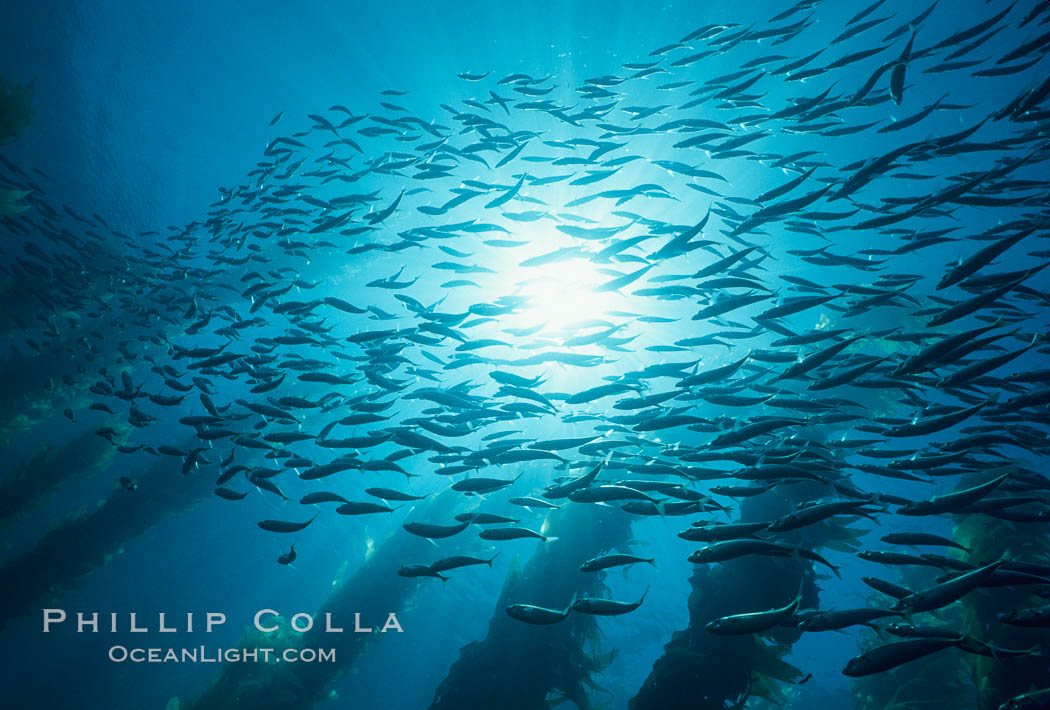 Jack mackerel and kelp. San Clemente Island, California, USA, Macrocystis pyrifera, Trachurus symmetricus, natural history stock photograph, photo id 02743