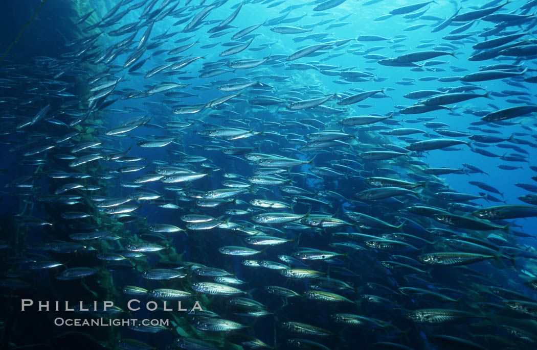 Jack mackerel. San Clemente Island, California, USA, Trachurus symmetricus, natural history stock photograph, photo id 03451