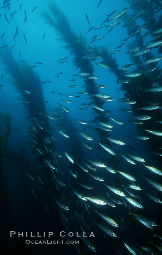 Jack mackerel schooling amid kelp forest. San Clemente Island, California, USA, Macrocystis pyrifera, Trachurus symmetricus, natural history stock photograph, photo id 03815
