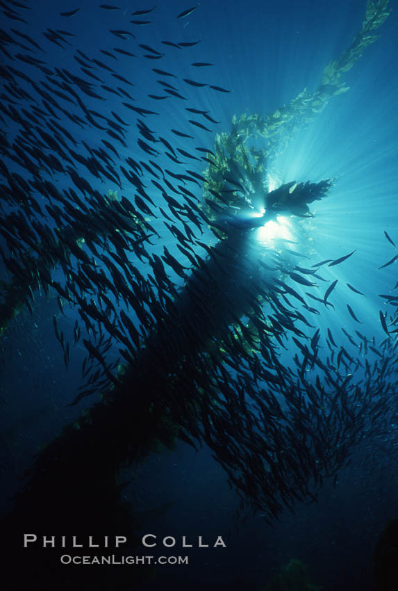 Jack mackerel schooling amid kelp forest. San Clemente Island, California, USA, Macrocystis pyrifera, Trachurus symmetricus, natural history stock photograph, photo id 05115