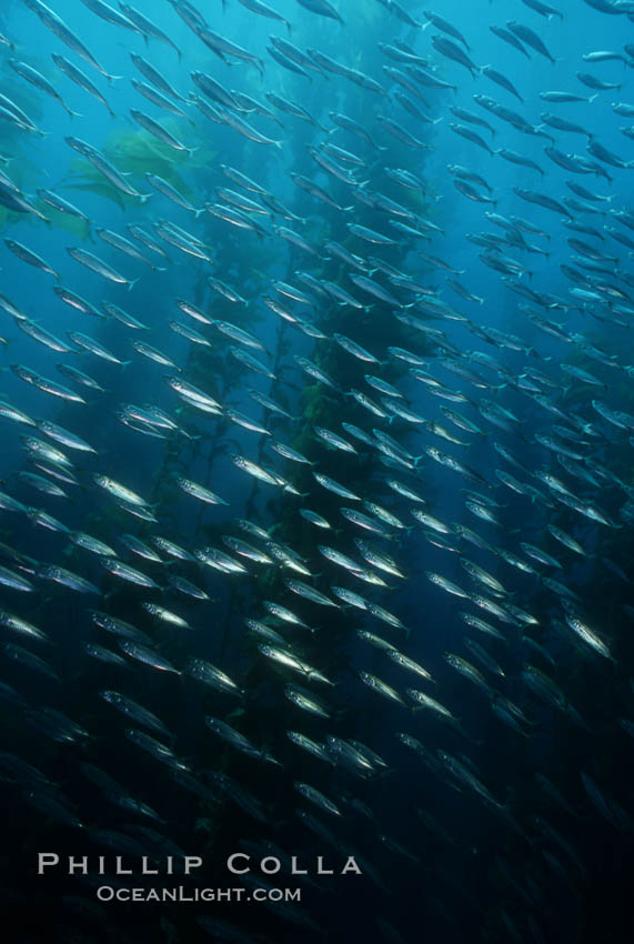 Jack mackerel schooling amid kelp forest. San Clemente Island, California, USA, Macrocystis pyrifera, Trachurus symmetricus, natural history stock photograph, photo id 05127