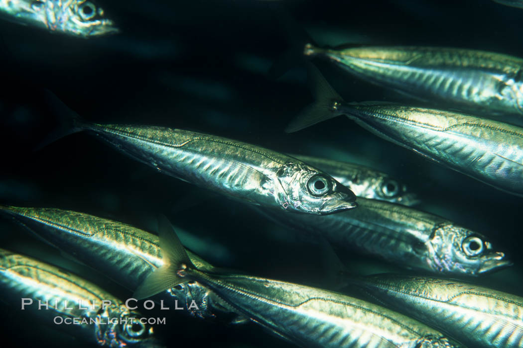 Jack mackerel schooling. San Clemente Island, California, USA, Trachurus symmetricus, natural history stock photograph, photo id 05131