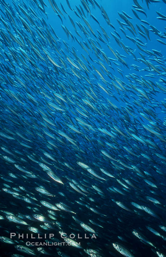 Jack mackerel schooling amid kelp forest. San Clemente Island, California, USA, Macrocystis pyrifera, Trachurus symmetricus, natural history stock photograph, photo id 07059