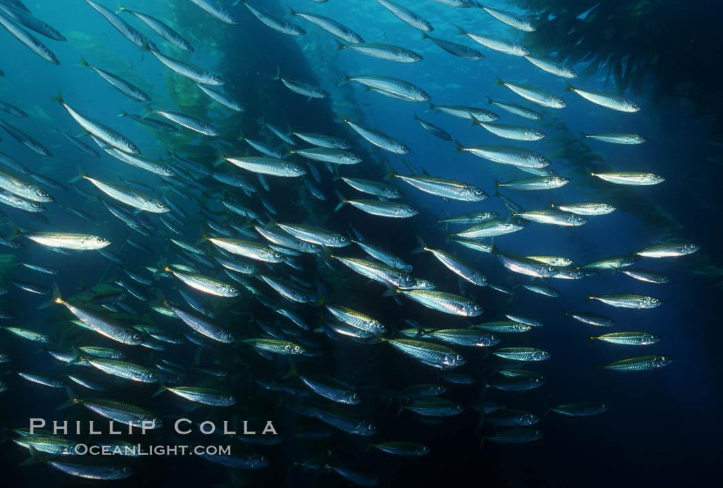 Jack mackerel schooling in kelp. San Clemente Island, California, USA, Macrocystis pyrifera, Trachurus symmetricus, natural history stock photograph, photo id 01021