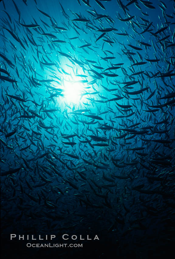 Jack mackerel and kelp. San Clemente Island, California, USA, Macrocystis pyrifera, Trachurus symmetricus, natural history stock photograph, photo id 02745