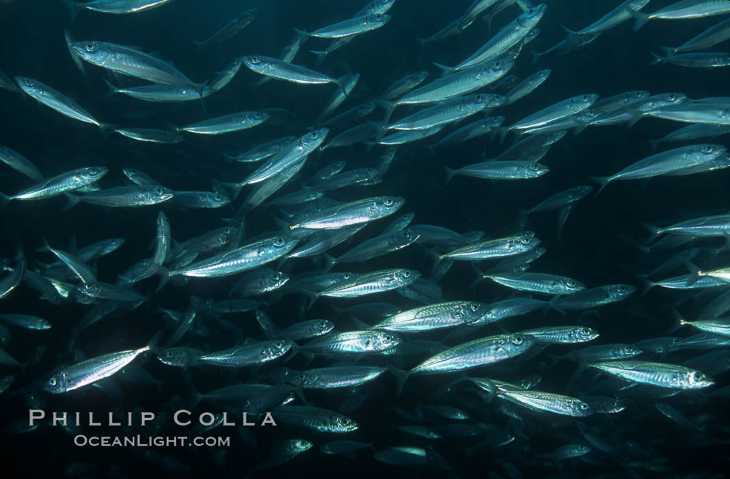 Jack mackerel. Catalina Island, California, USA, Trachurus symmetricus, natural history stock photograph, photo id 03445