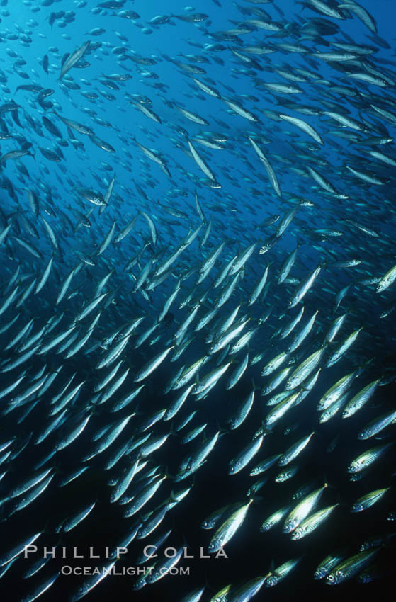 Jack mackerel schooling amid kelp forest. San Clemente Island, California, USA, Macrocystis pyrifera, Trachurus symmetricus, natural history stock photograph, photo id 03817