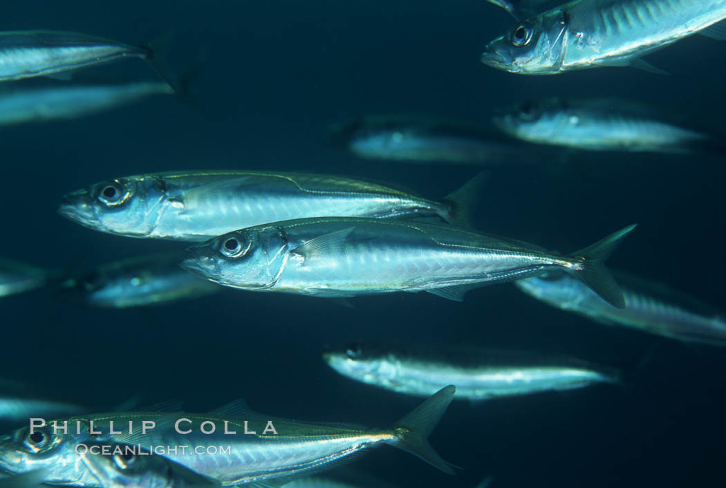 Jack mackerel schooling. San Clemente Island, California, USA, Trachurus symmetricus, natural history stock photograph, photo id 05133