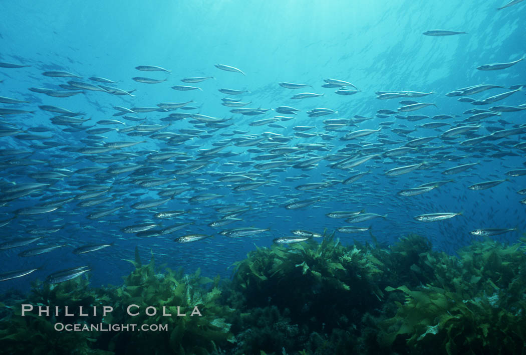 Jack mackerel schooling amid kelp forest. San Clemente Island, California, USA, Macrocystis pyrifera, Trachurus symmetricus, natural history stock photograph, photo id 07061