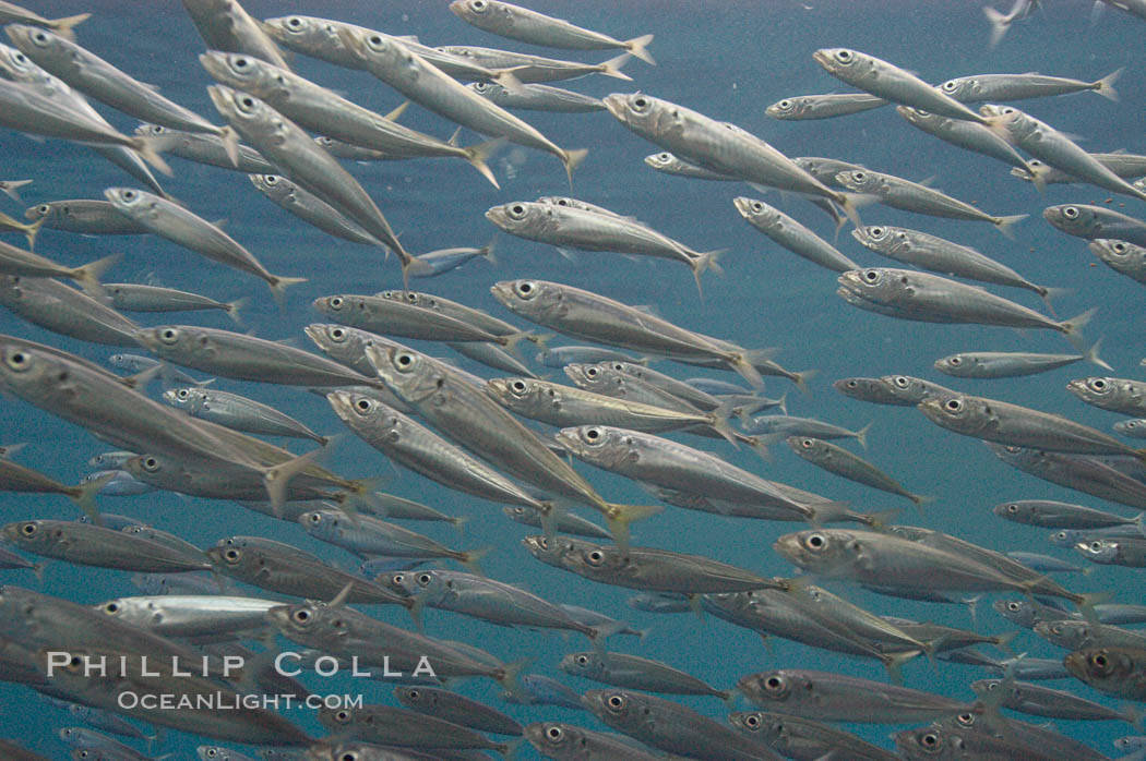 Jack mackerel schooling. San Clemente Island, California, USA, Trachurus symmetricus, natural history stock photograph, photo id 07765