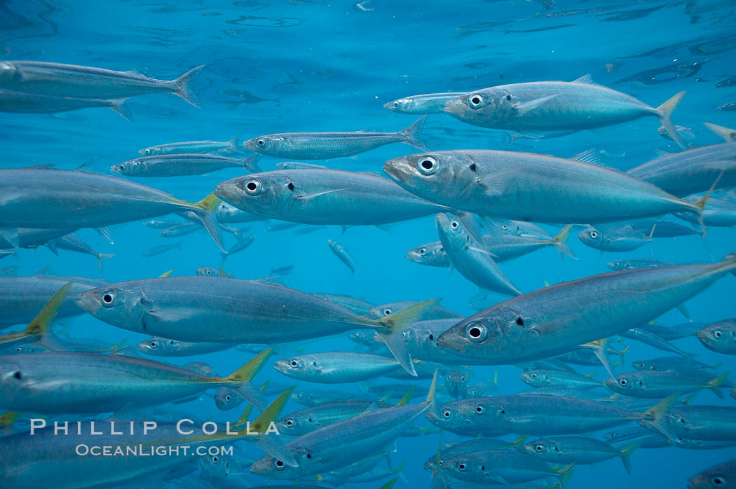 Mackeral, likely chubb mackeral (Scomber japonicus). Guadalupe Island (Isla Guadalupe), Baja California, Mexico, Scomber japonicus, natural history stock photograph, photo id 19498