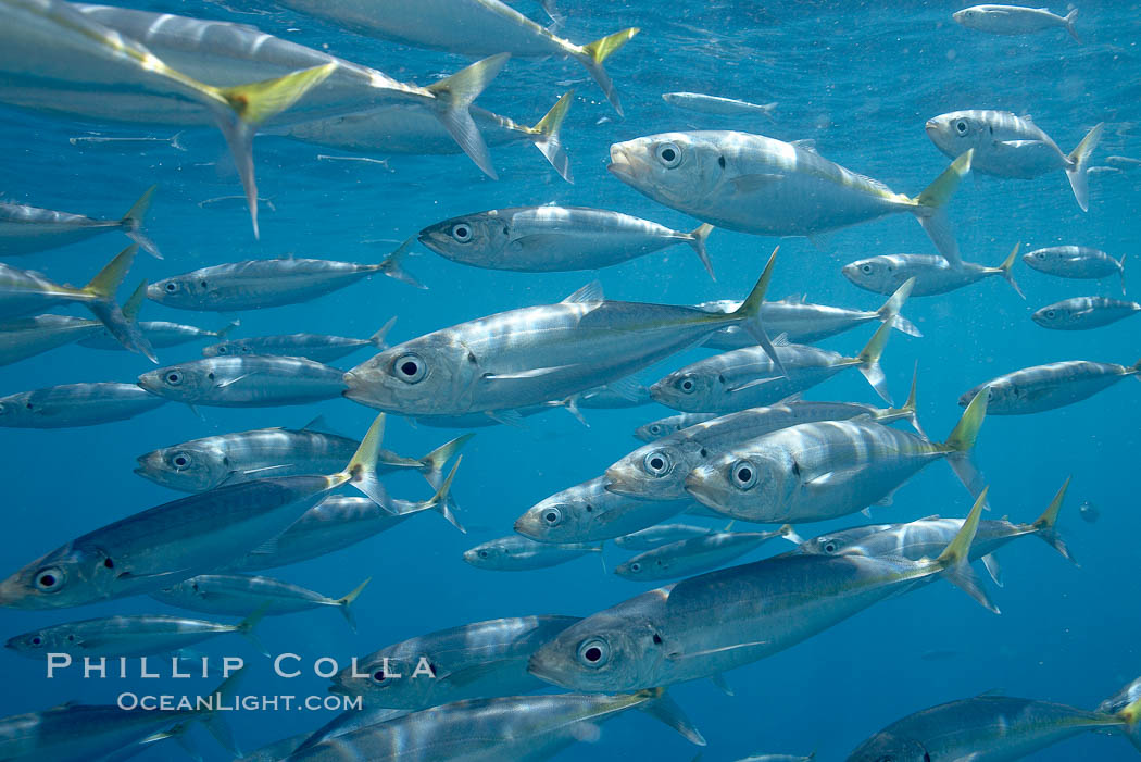 Mackeral, likely chubb mackeral (Scomber japonicus). Guadalupe Island (Isla Guadalupe), Baja California, Mexico, Scomber japonicus, natural history stock photograph, photo id 19501