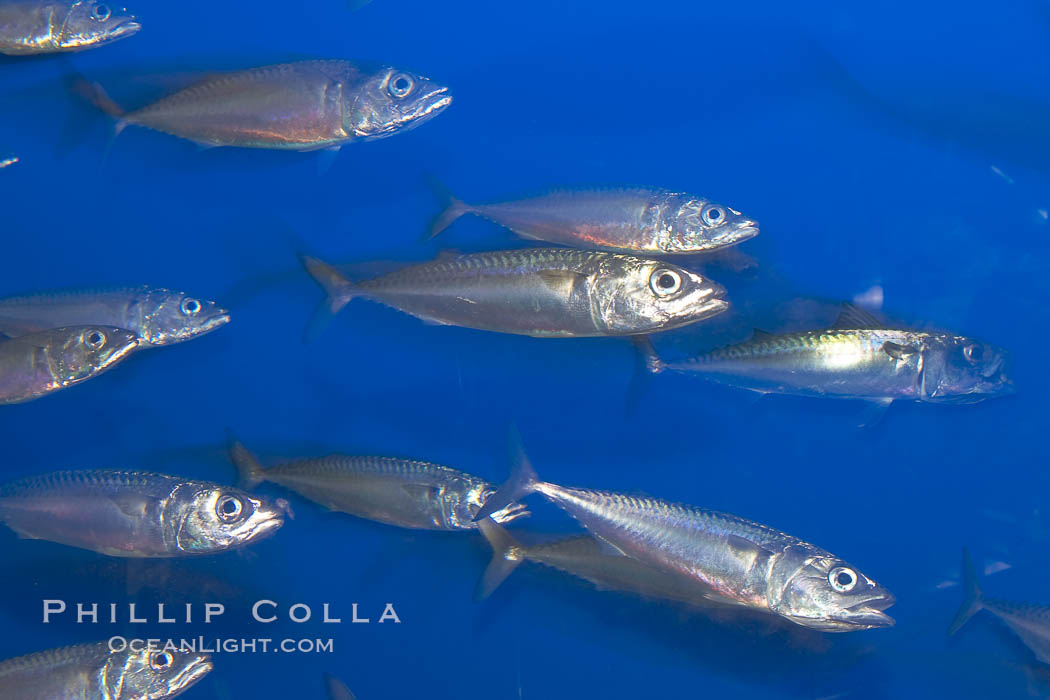 Pacific mackerel.  Long exposure shows motion as blur.  Mackerel are some of the fastest fishes in the ocean, with smooth streamlined torpedo-shaped bodies, they can swim hundreds of miles in a year., Scomber japonicus, natural history stock photograph, photo id 14022