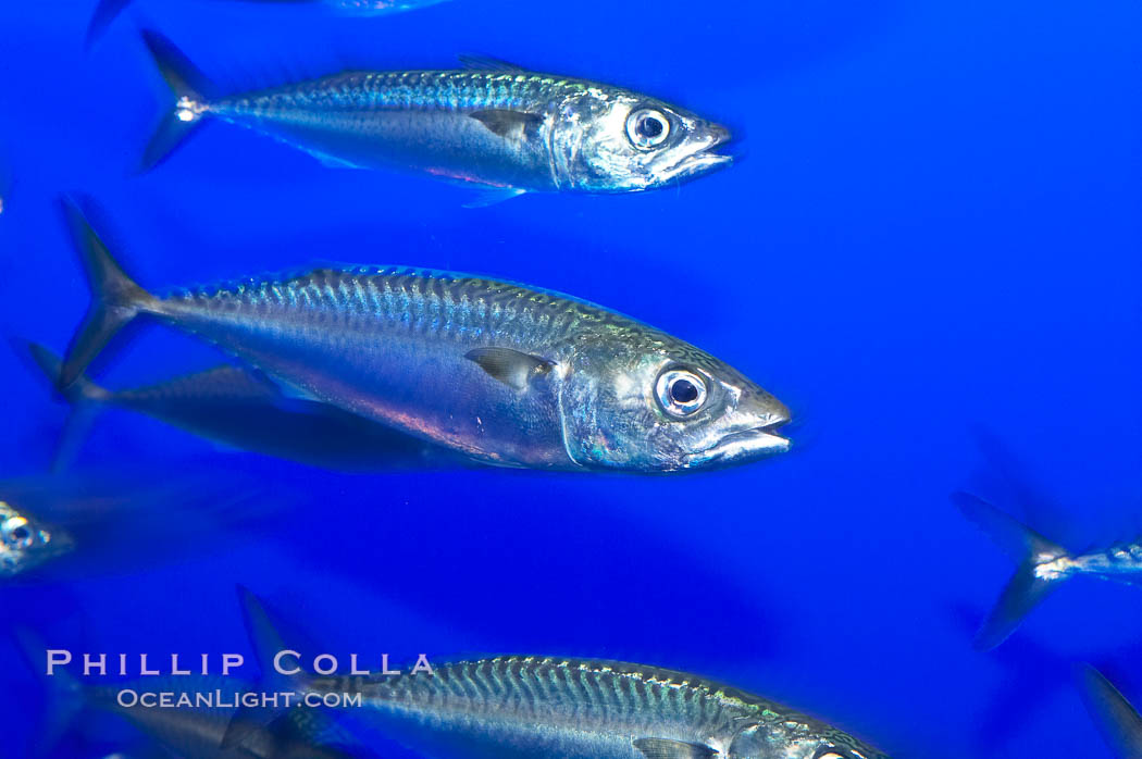 Pacific mackerel.  Long exposure shows motion as blur.  Mackerel are some of the fastest fishes in the ocean, with smooth streamlined torpedo-shaped bodies, they can swim hundreds of miles in a year., Scomber japonicus, natural history stock photograph, photo id 14927