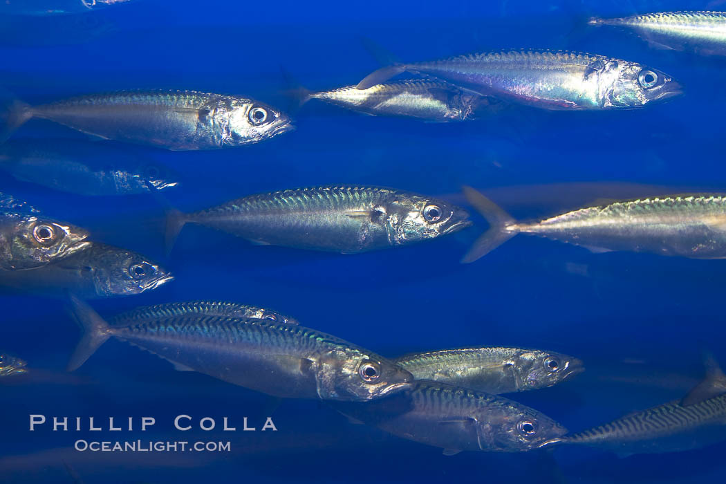 Pacific mackerel.  Long exposure shows motion as blur.  Mackerel are some of the fastest fishes in the ocean, with smooth streamlined torpedo-shaped bodies, they can swim hundreds of miles in a year., Scomber japonicus, natural history stock photograph, photo id 14025