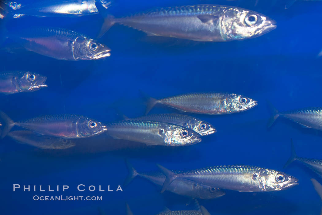 Pacific mackerel.  Long exposure shows motion as blur.  Mackerel are some of the fastest fishes in the ocean, with smooth streamlined torpedo-shaped bodies, they can swim hundreds of miles in a year., Scomber japonicus, natural history stock photograph, photo id 14026