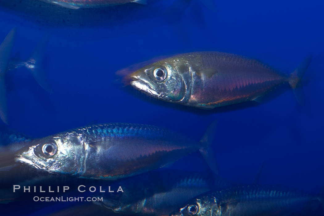 Pacific mackerel, long exposure show motion as a blur.  Mackerel are some of the fastest fishes in the ocean, with smooth streamlined torpedo-shaped bodies, they can swim hundreds of miles in a year., Scomber japonicus, natural history stock photograph, photo id 21538