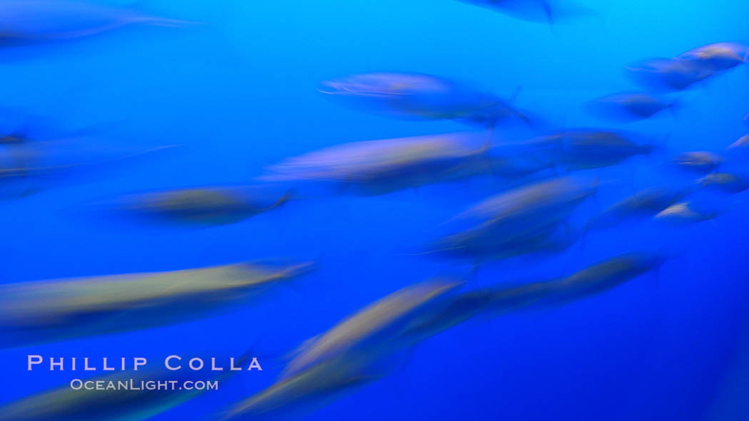 Pacific mackerel, long exposure show motion as a blur.  Mackerel are some of the fastest fishes in the ocean, with smooth streamlined torpedo-shaped bodies, they can swim hundreds of miles in a year., Scomber japonicus, natural history stock photograph, photo id 21504