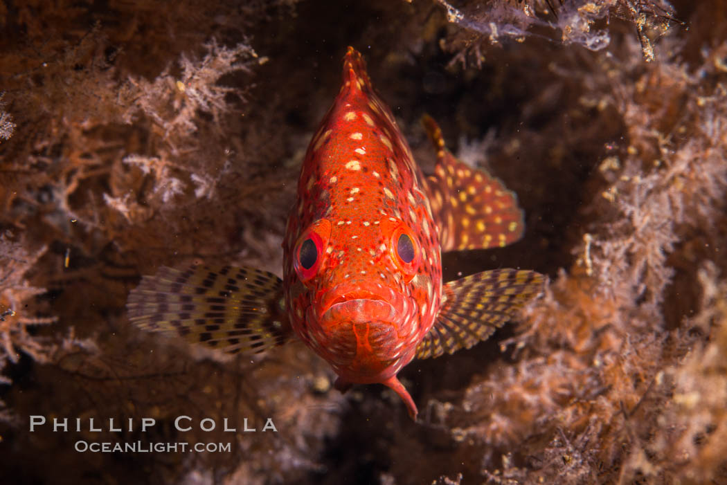 Pacific Mutton Hamlet, Alphestes immaculatus, in black coral, Sea of Cortez. Isla San Diego, Baja California, Mexico, Antipatharia, natural history stock photograph, photo id 33568