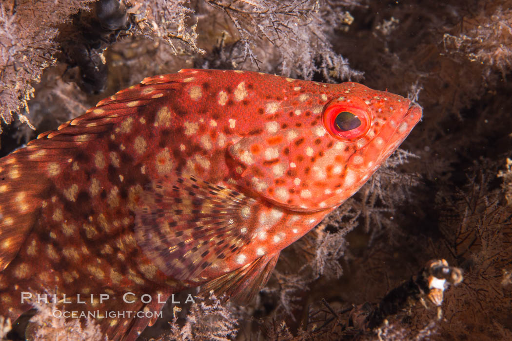 Pacific Mutton Hamlet, Alphestes immaculatus, in black coral, Sea of Cortez. Isla San Diego, Baja California, Mexico, Antipatharia, natural history stock photograph, photo id 33567