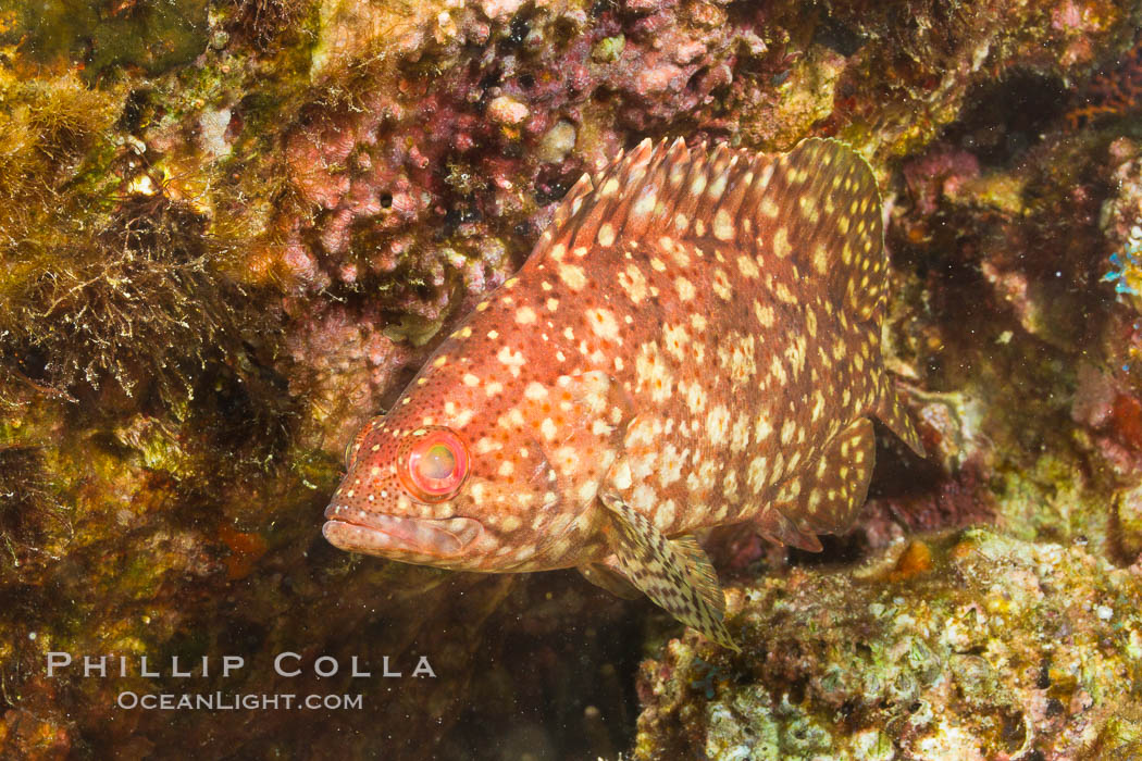 Pacific mutton hamlet, Sea of Cortez, Baja California, Mexico., Alphestes immaculatus, natural history stock photograph, photo id 27479