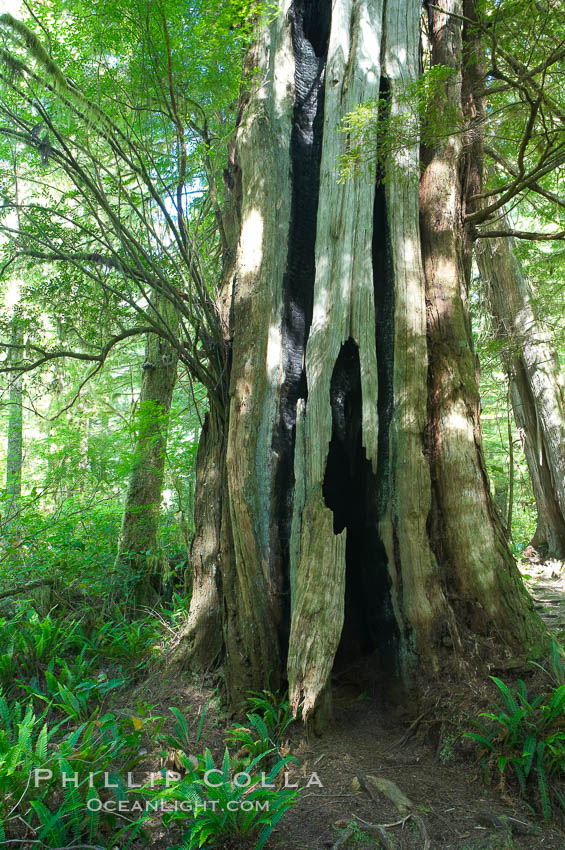 An enormous red cedar tree has been hit by lightning and burn through its core all the way to the ground, and still survives!  The Big Tree Trail on Meares Island, temperate rainforest home to huge red cedar and spruce trees. Meares Island Big Trees Trail, Tofino, British Columbia, Canada, natural history stock photograph, photo id 21063