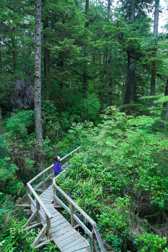 Hiker admires the temperate rainforest along the Rainforest Trail in Pacific Rim NP, one of the best places along the Pacific Coast to experience an old-growth rain forest, complete with western hemlock, red cedar and amabilis fir trees. Moss gardens hang from tree crevices, forming a base for many ferns and conifer seedlings. Pacific Rim National Park, British Columbia, Canada, natural history stock photograph, photo id 21053
