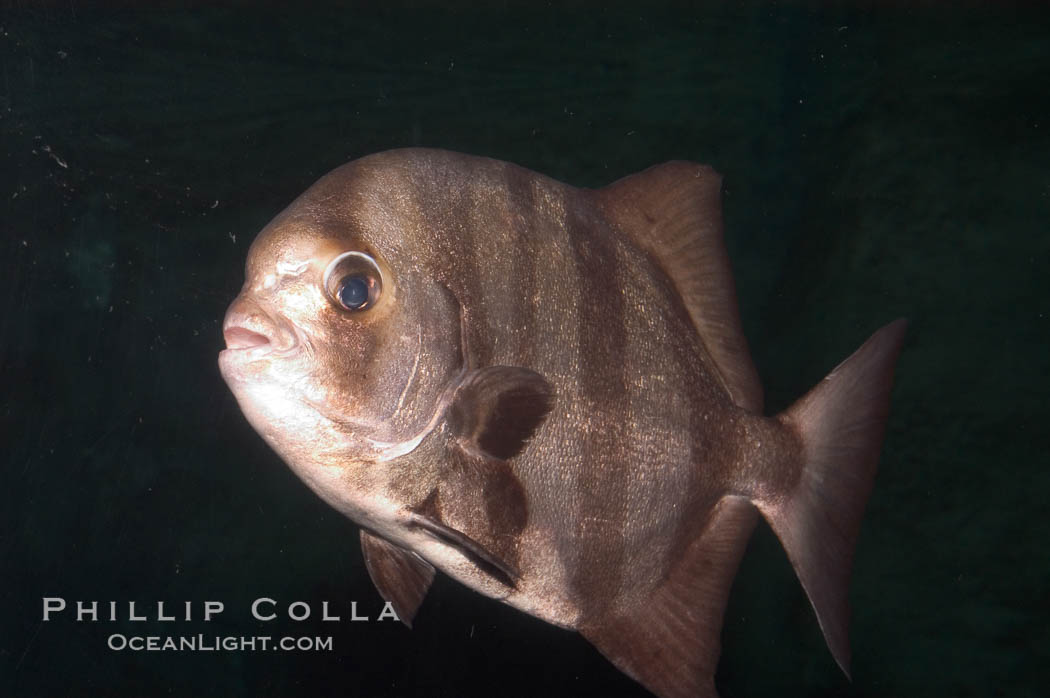 Pacific spadefish., Chaetodipterus zonatus, natural history stock photograph, photo id 07933