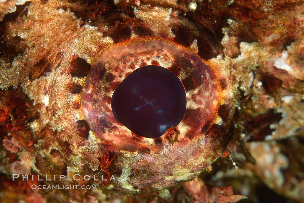 Stone scorpionfish eye. Wolf Island, Galapagos Islands, Ecuador, Scorpaena mystes, natural history stock photograph, photo id 02426