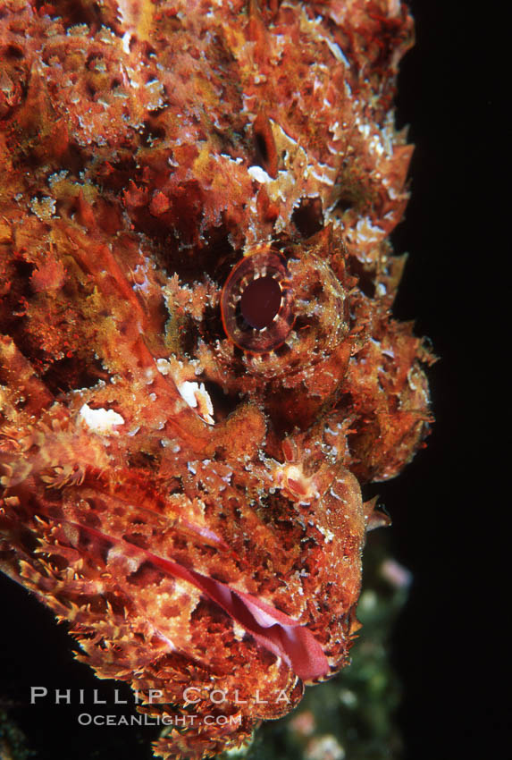 Stone scorpionfish eye. Wolf Island, Galapagos Islands, Ecuador, Scorpaena mystes, natural history stock photograph, photo id 05054